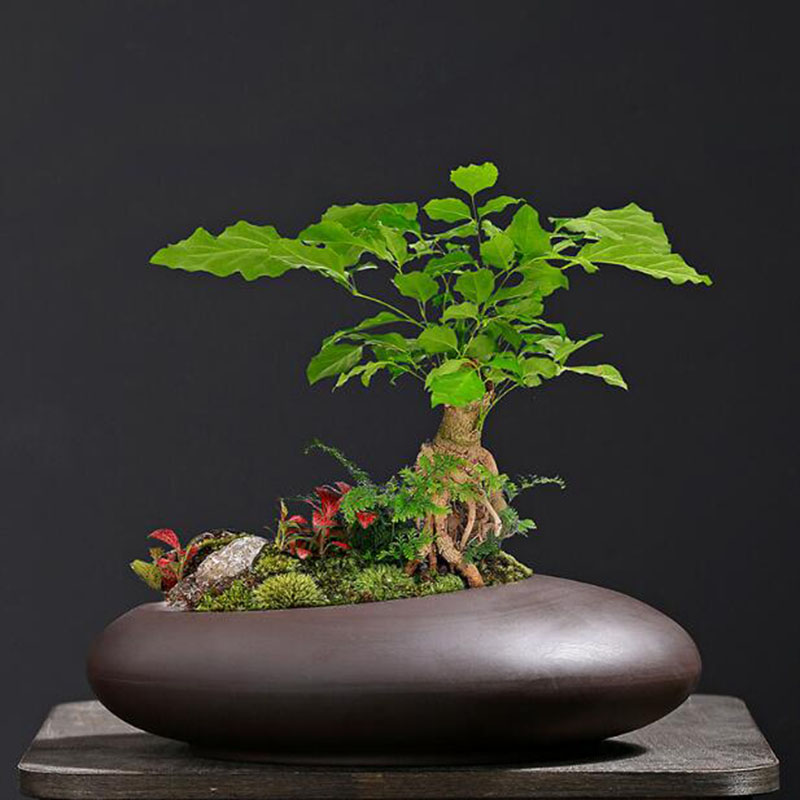 Pot Tanaman Tanah Liat Ungu Re - Tagine Clay Pot ulasan dan harga